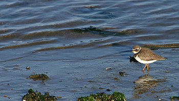 Animals, Water, Shore, Bank, Bird HD wallpaper