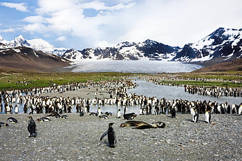 Animals, Birds, Pinguins, Mountains, Seals, Vertex, Top, Flock HD wallpaper