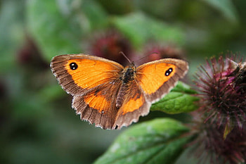 BEAUTY, brown, big, butterfly HD wallpaper