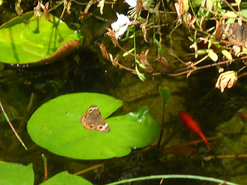 Butterfly, fish, water, lily HD wallpaper
