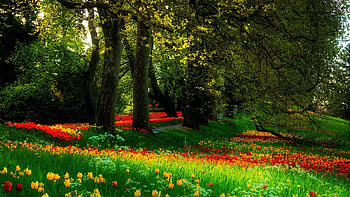 Spring at the island of Mainau, Lake Bodensee, Germany, sunshine, trees, tulips, blossoms HD wallpaper