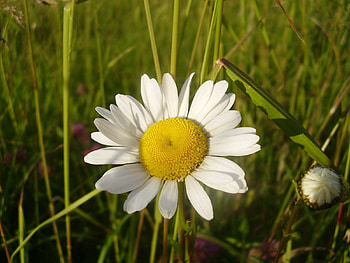 Flowers, Summer, Camomile, Flower, Close-Up, Field, Chamomile HD wallpaper