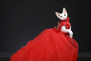 Lady kitty, red, pet, cat, dress, kitten, animal, black, white, cute, egypt, funny HD wallpaper