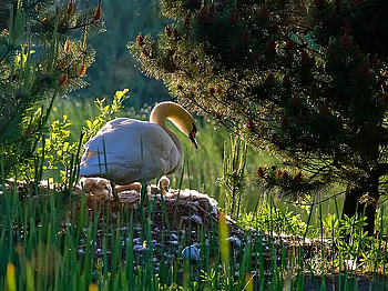 Swans In The Spring, bird, swan, grass, forest, lake, nest HD wallpaper