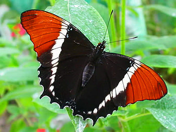 Tri colored beauty, white, black, butterfly, green, tri colored, grass, orange HD wallpaper