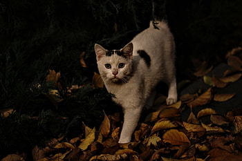 Animals, Autumn, Cat, Street HD wallpaper