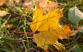 Leaves, Objects HD wallpaper