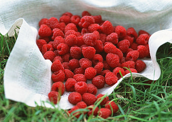 Raspberry , Vibrant fruit, Refreshing snack, Bursting with antioxidants HD wallpaper