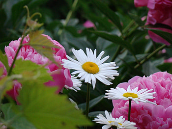 Plants, Flowers, Camomile HD wallpaper