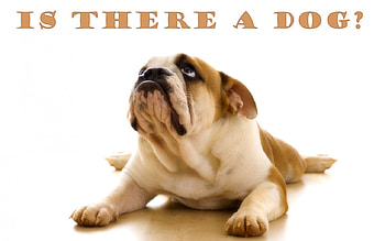 Agnostic Dyslexic Doggie, bull dog, dyslexic, white, brown, animals, cute, agnostic, question HD wallpaper