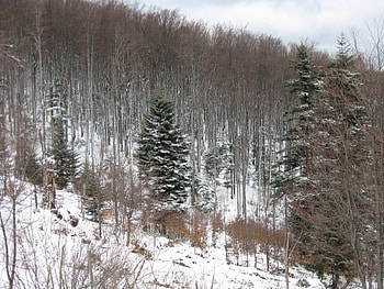 Landscape, Winter, Trees, Fir-Trees HD wallpaper