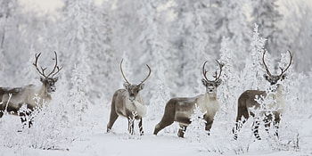Caribou, background, Majestic wildlife, Natural habitat HD wallpaper