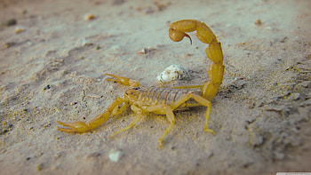 Mesobuthus, Scorpions HD wallpaper