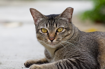 Animals, Cat, Muzzle, Striped, Sadness, Sight, Opinion, Sorrow HD wallpaper