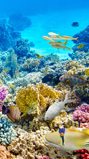 Underwater moodboard inspiration, Aesthetic underwater ry, Tranquil underwater scenes, Oceanic beauty HD phone wallpaper