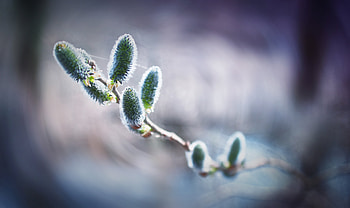 Web, Macro, Pussy Willow, Verba HD wallpaper