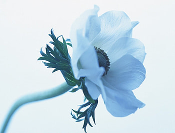 Blue flower, blue, flowers HD wallpaper