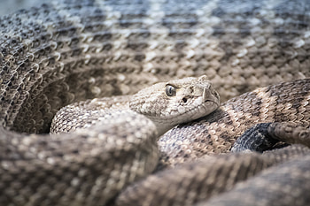 Snake fil a study, Native American diet, Rattlesnake consumption, Historical research HD wallpaper