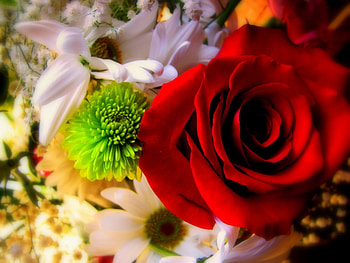 Plants, Flowers HD wallpaper