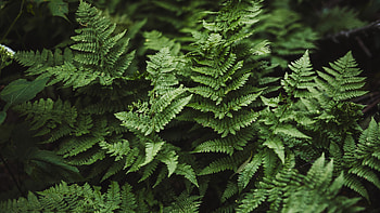 Fern Leaves Trees Branches Nature Background Nature HD wallpaper