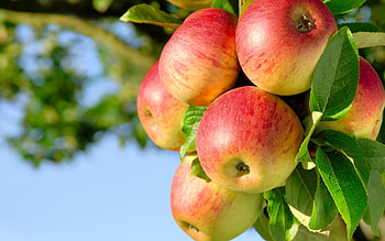 King of the Pippins, Apple Trees HD wallpaper