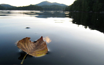 Nature, Water, Autumn, To Swim, Swim, Leaflet, Dried HD wallpaper