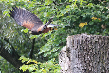 bird of prey, takeoff, nature, birds, raptor HD wallpaper