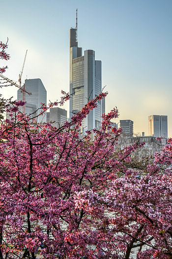 Flowers, City, Building, Wood, Tree, Bloom, Flowering HD phone wallpaper
