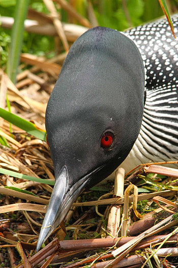 Loon, Canadian encyclopedia HD phone wallpaper