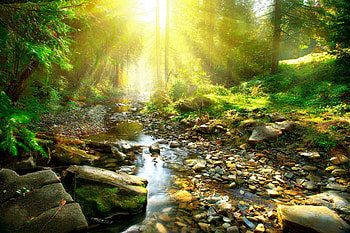 greenery, river, nature, sunlight HD wallpaper
