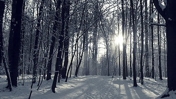 Snowy Winter Forest - - 1064989 HD wallpaper