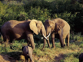 elephants at war, two heavy weighs at it, look at the tasks HD wallpaper