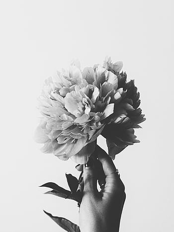 A grayscale of a peony flower held delicately, showcasing minimalist aesthetics. HD phone wallpaper