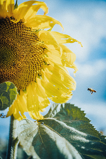 Flowers, Bees, Flower, Macro, Petals, Sunflower HD phone wallpaper