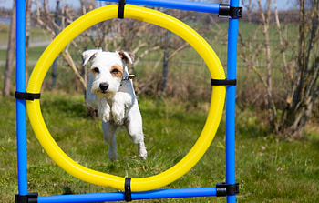 Popular dog sports, Dogs love, Bit rebels, 7 sports HD wallpaper