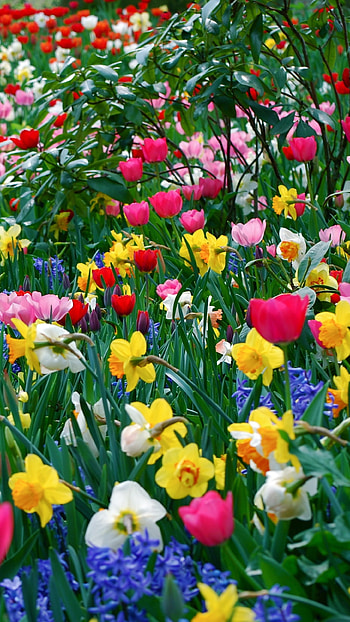 Flower, Flowers Garden HD phone wallpaper