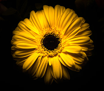 Flowers, Flower, Macro, Close-Up, Bloom, Flowering HD wallpaper