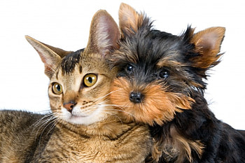 Together!, dog, cat, puppy, animals, love, pets, friends, forever, together HD wallpaper