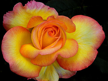 Lovely, rose, single, orange, yellow HD wallpaper