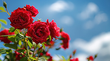 Red roses under blue sky, love, romance, red rose, rose HD wallpaper