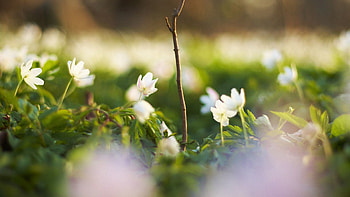 Flowers, Grass, Macro, Shine, Light HD wallpaper