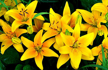 Flowers, Lilies, Drops, Flower Bed, Flowerbed HD wallpaper