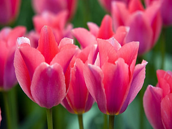 ~Pink Tulips~, pink, nature, tulips, flower HD wallpaper