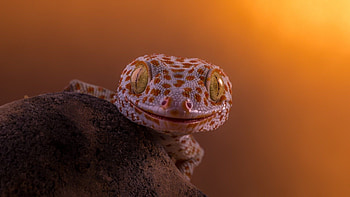 Gecko collection, delight, Striking , Reptilian beauty HD wallpaper