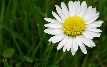 Flowers, Grass, Camomile, Flower, Glade, Polyana, Chamomile, Pollen HD wallpaper
