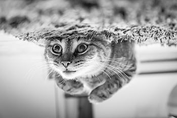 Adorable tabby kitten looking upside down, creating a playful and intriguing portrait. HD wallpaper