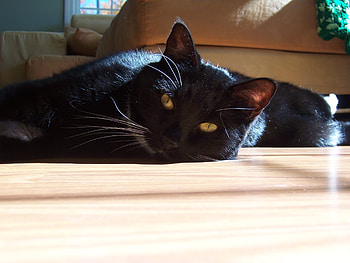 Handsome Abu, tuxedo, happy, cat, black HD wallpaper