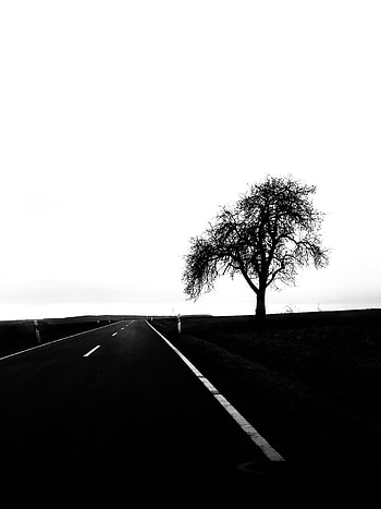 Landscape, Wood, Road, Tree, Minimalism, Bw, Chb HD phone wallpaper
