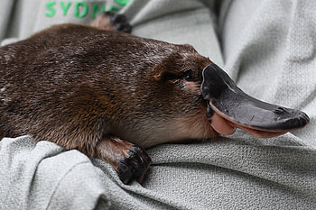 Platypus, Declining population, Bush fires impact, WWF study HD wallpaper