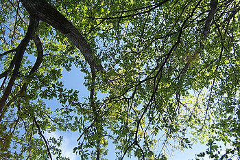 green leaves, blue, summer, green, branche, leaf, sky HD wallpaper